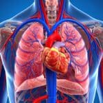 Illustration von Herz, Lunge und Blutgefäßen – Rauchen schädigt zahlreiche Organe und erhöht das Risiko für Krebs, Herz-Kreislauf-Erkrankungen und COPD.